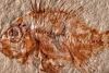Investigadores de la UNAM descubren pez que vivió hace 95 millones de años