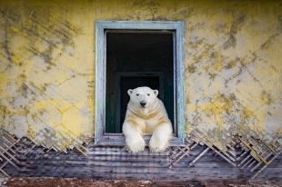 ¡Los Escandalosos! Osos polares se apropian de una estación rusa abandonada