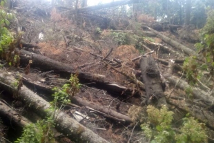 Llama Legismex a atender urgentemente tala ilegal en Atlautla
