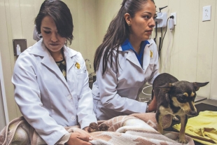 Reabre hospital veterinario de Iztapalapa, el más grande y equipado de América Latina