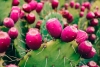Xoconostle: un fruto poco conocido con beneficios extraordinarios