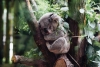 ¡Desgarrador! Video de koala llorando por la muerte de su compañera paraliza las redes sociales