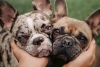 ¡En peligro! Creciente demanda por el bulldog francés está agravando la condición de su raza