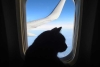 ¡Qué ofertón! Aerolínea Mexicana ofrece viajes gratis para gatitos en Semana Santa