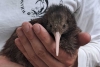 ¡Sonríen los kiwis! Nueva Zelanda abre hospital exclusivo para estas aves