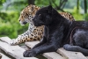 México inaugura una nueva área natural protegida para felinos amenazados del sureste