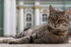 Michis afortunados: hombre deja parte de su herencia a los gatos de un museo ruso