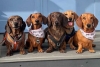 Miles de perros salchicha se reúnen en una playa para un evento con causa