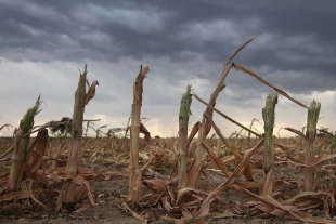 Casi 60% del territorio argentino está afectado por la sequía: informe