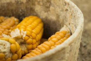Legado ancestral; transformar el maíz en alimentos muy mexicanos