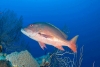 ¡Alerta! Contaminación deja sordos a los peces