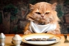 Estudio revela que los gatos prefieren alimentarse sin hacer esfuerzo para conseguir comida