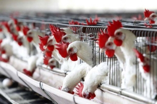 Se extiende influenza aviar AH5N1 a 7 entidades del país
