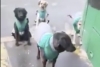 Empresa de transporte público “contrata” a perros callejeros para acompañar a sus operadores