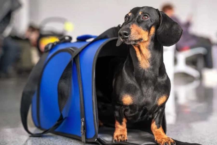 ¡Cuánto lujo! Conoce el exclusivo baño para mascotas del aeropuerto de Estambul