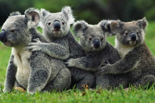 Este lugar buscará frenar el drástico descenso en las últimas décadas del número de koalas