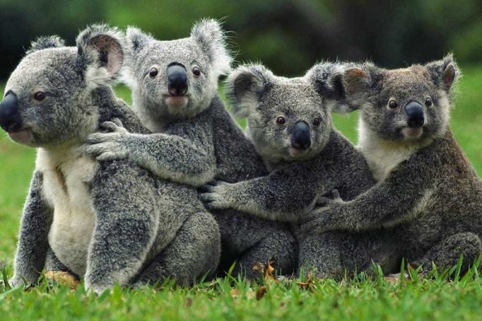 Este lugar buscará frenar el drástico descenso en las últimas décadas del número de koalas
