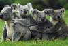 Abre sus puertas el gran Parque Nacional de los koalas para evitar la extinción