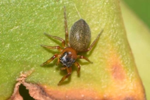 ¡Campeona del mundo! Araña es nombrada “Scaloneta” en honor a la selección argentina