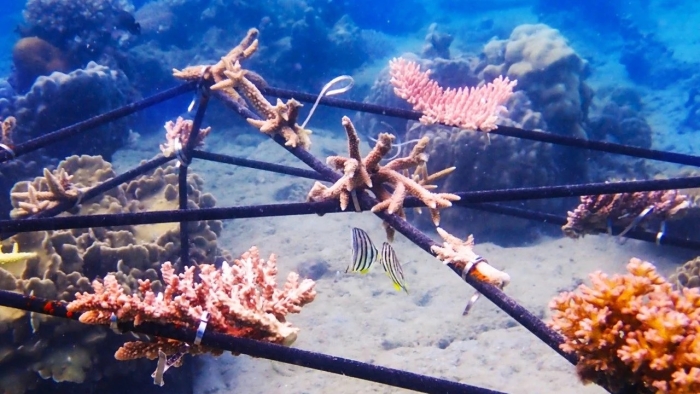 México y otros países recibirán ayuda para restaurar arrecifes de coral
