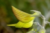 La planta con hojas en forma de colibríes