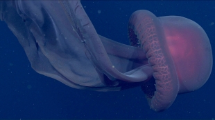 Científicos avistan una medusa fantasma gigante en las profundidades de California