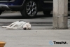 Vida de perro