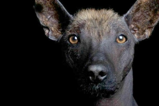 Conoce a estos raros xoloitzcuintles con pelo