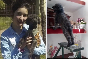 “Benito”, el perro que se emociona cada vez que visita la tumba de su dueña