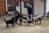 ¡Increíble! Abren en Nicaragua la primera escuela para perros “antisociales”