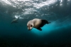 Con bombas submarinas, Tasmania ahuyenta a las focas de las granjas de salmón