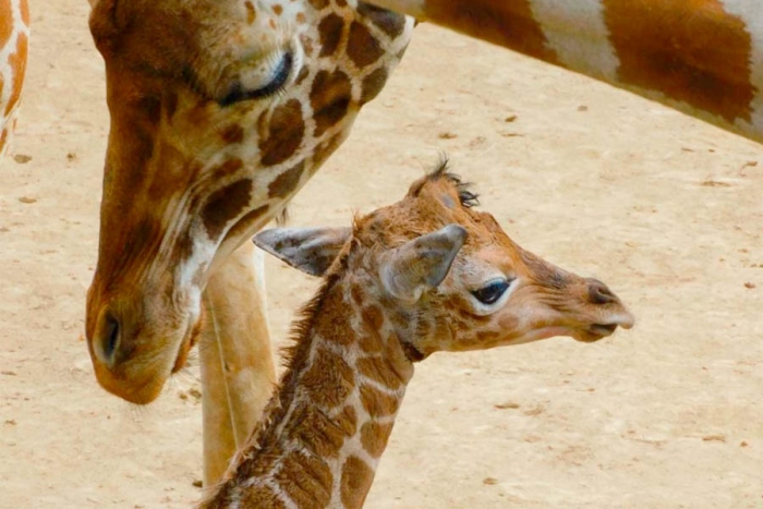 Buscan nombre para jirafa bebé del zoológico de Chapultepec