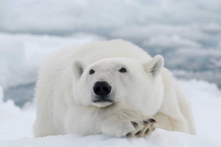 ¡Oh, no! Alaska registra el primer caso mundial de un oso polar muerto a causa de gripe aviar