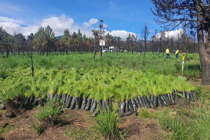 Edoméx supera meta anual al reforestar casi 16 mil hectáreas de bosques