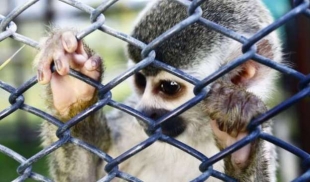 Capacitan a policías para atención de tráfico de especies