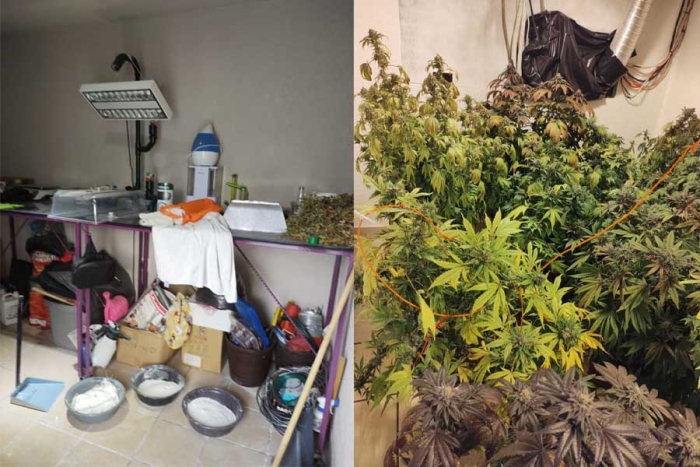 Desmantelan laboratorio de marihuana en Ecatepec