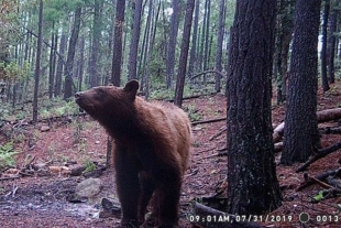 Registran comportamientos peculiares del oso negro americano en México