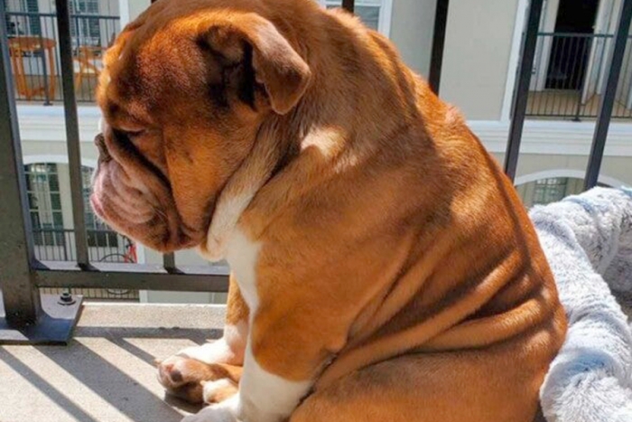 Big Poppa, el bulldog que se volvió viral por estar “triste” en la cuarentena
