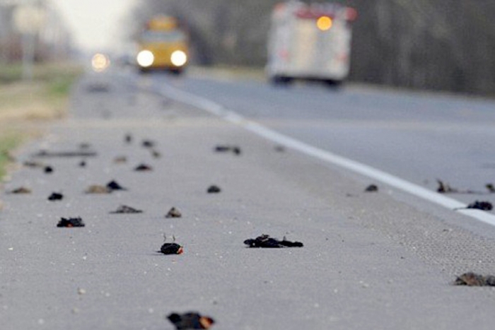 Aparecen cientos de pájaros muertos sin razón aparente