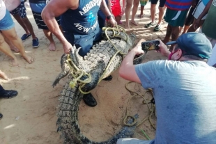 Encuentran a cocodrilo que paseaba en Acapulco desnutrido y deshidratado