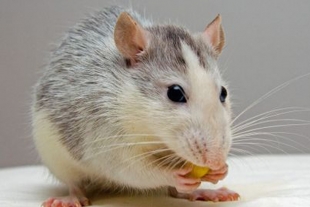 Encuentran especie de ratón asutraliano que creían extinto