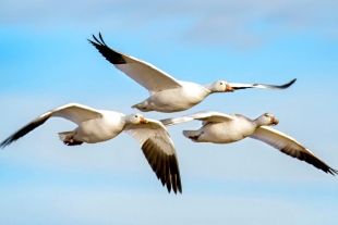 ¿Por qué las aves migratorias tienen un plumaje más claro?