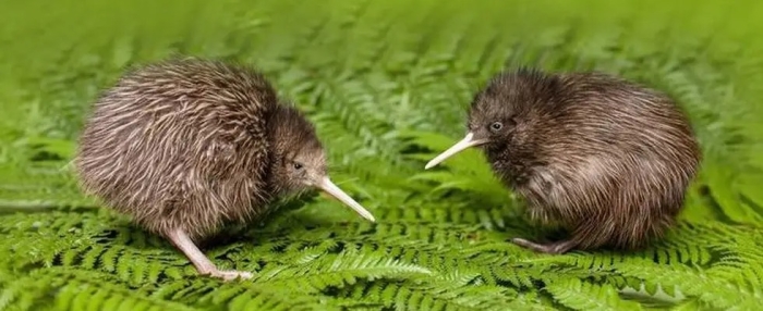 ¡INCREÍBLE! 150 años después, polluelos de kiwi nacen en Nueva Zelanda