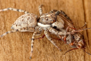 Las arañas saltarinas tienen la habilidad de distinguir entre objetos animados e inanimados