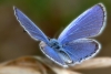 Mariposa “Azul Xerces”: el primer insecto extinto gracias a los seres humanos
