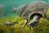 La tortuga más grande que existió tenía cuernos