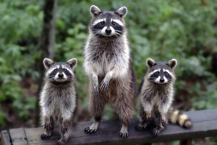 Los mapaches, esos mamíferos con antifaz natural, podrían estar a un paso de convertirse en la mascota del futuro