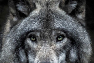 Estudiar personalidad animal, clave para rescatar al lobo mexicano