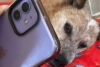 ¡Saquen los pañuelos! Dueño dedica últimas palabras a su mascota por videollamada