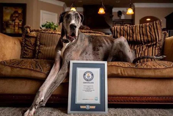 “Zeus”, el perro más grande del mundo, pierde la batalla contra el cáncer
